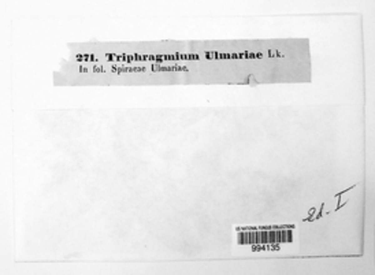 Triphragmium ulmariae image